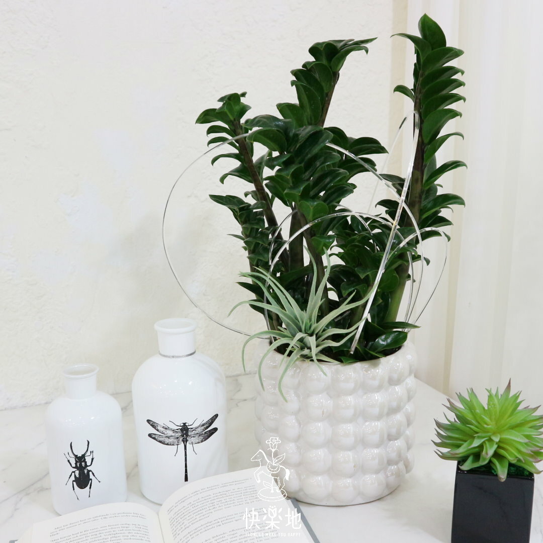 NEW 珠光潤澤 I 金璽美鐵芋(*新金錢樹)  GP240390