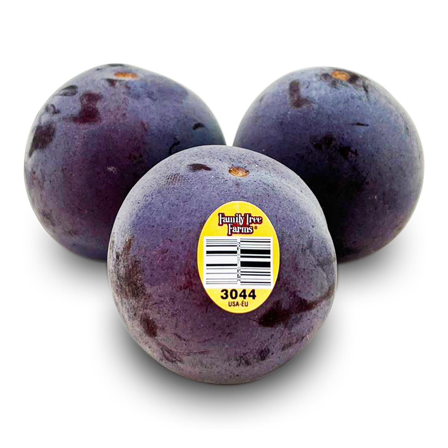 美國午夜玫瑰布冧 [3個]