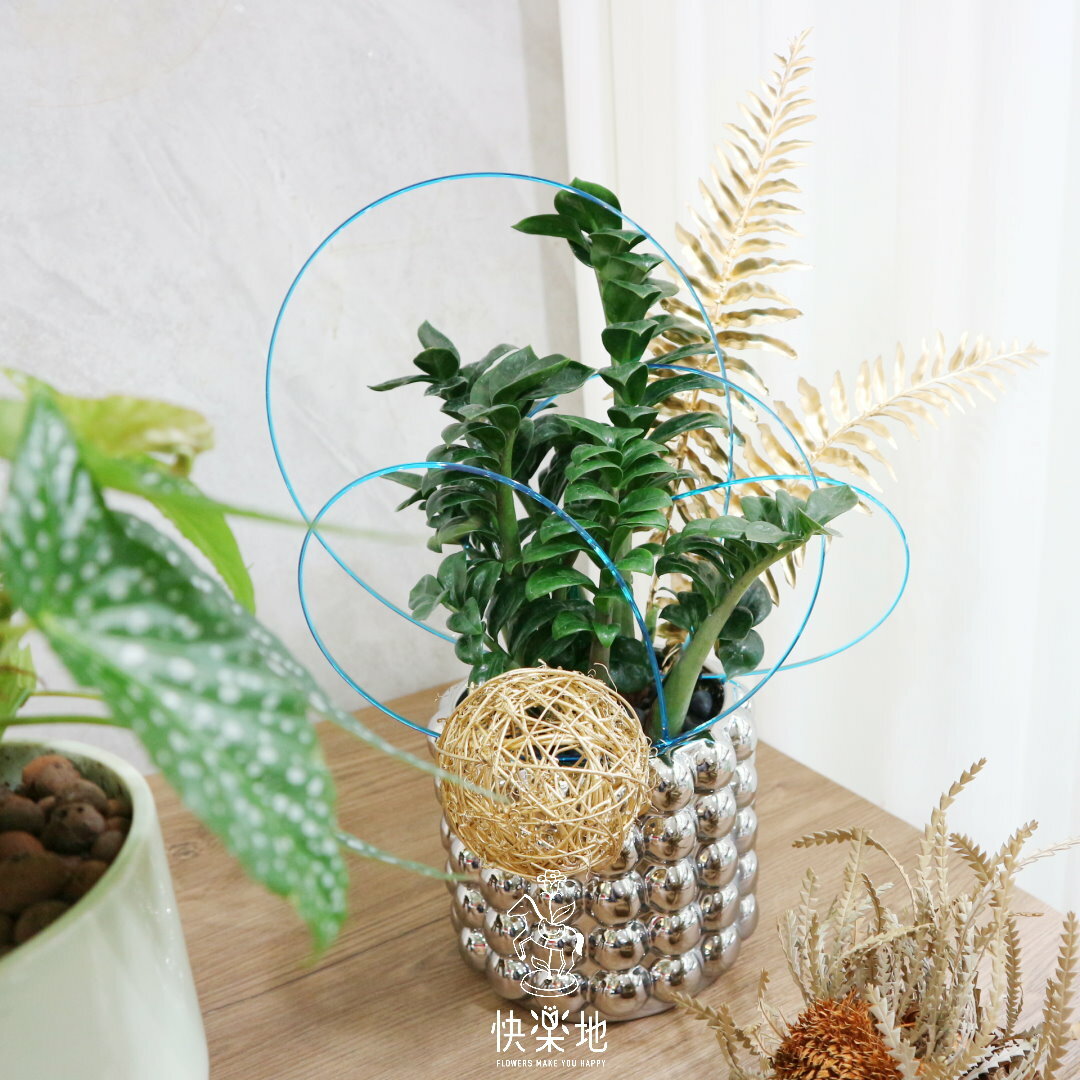 NEW 銀得漂亮 I 金璽美鐵芋(*新金錢樹)    GP240391