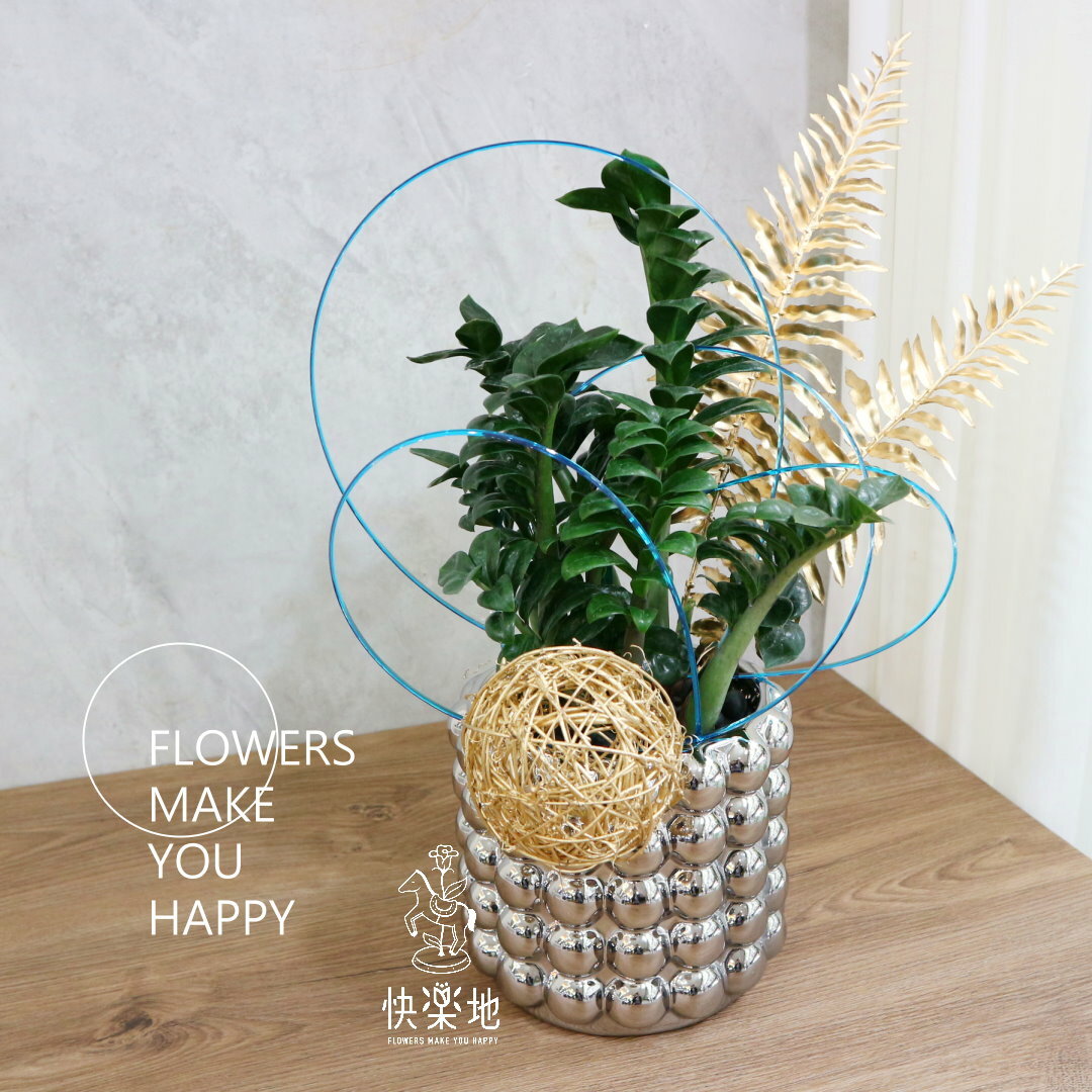 NEW 銀得漂亮 I 金璽美鐵芋(*新金錢樹)    GP240391