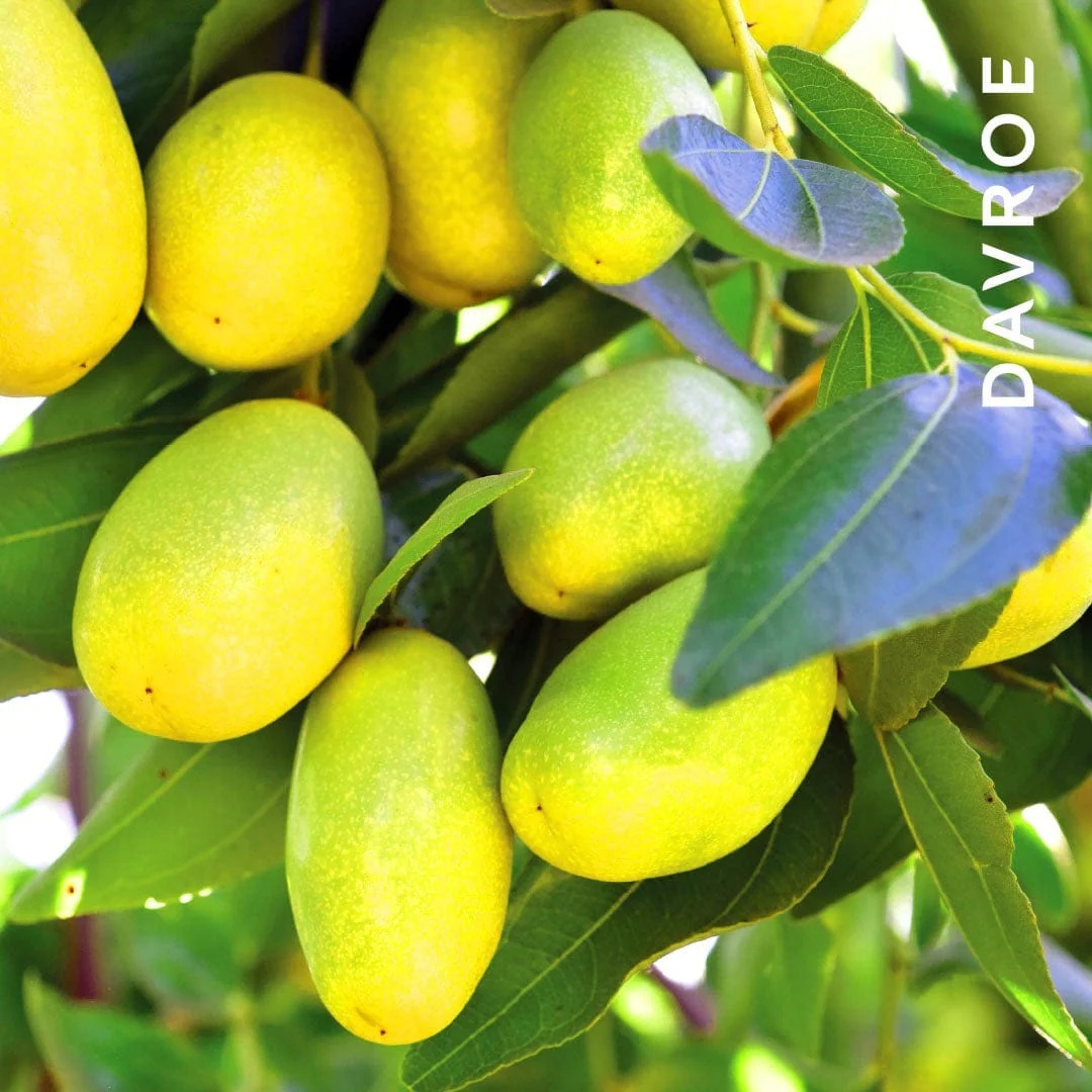 DAVROE 荷荷芭鏈鍵滋養髮膜 200ML