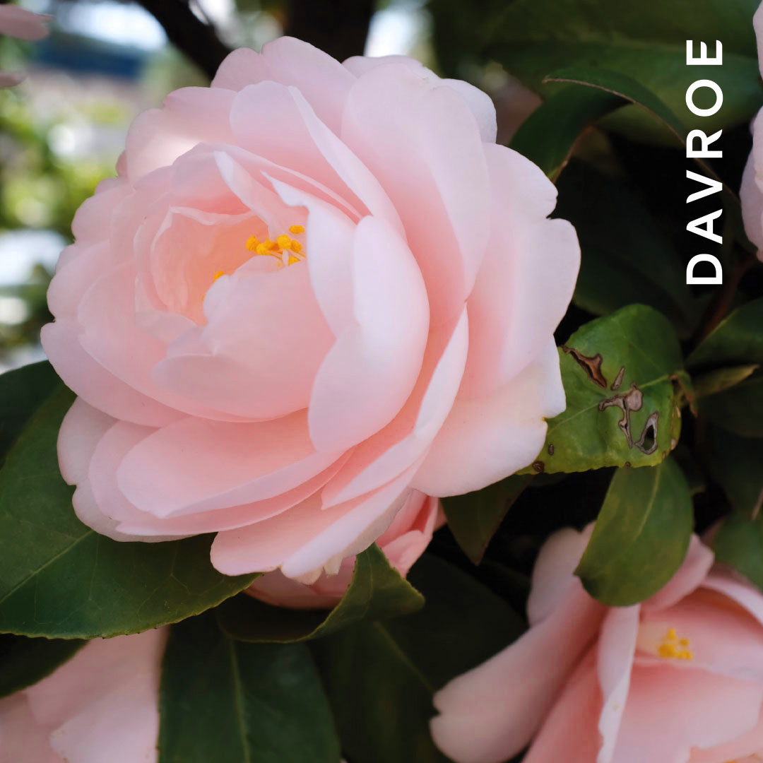 DAVROE MCT保濕髮膜 200ML