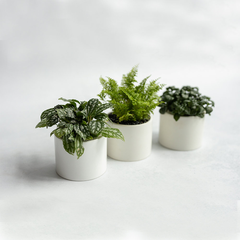 季節觀葉植物桌上盆組