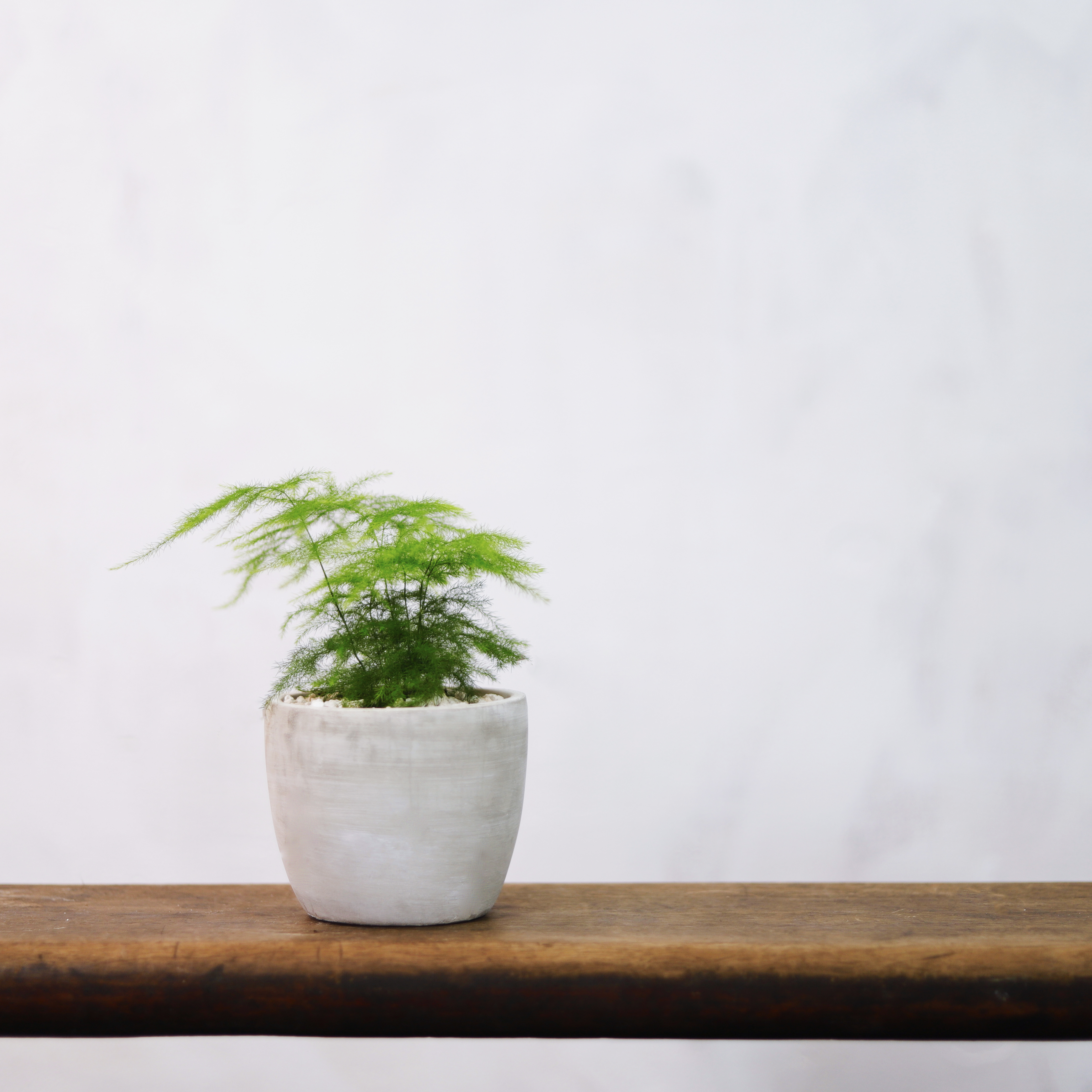 文竹盆栽