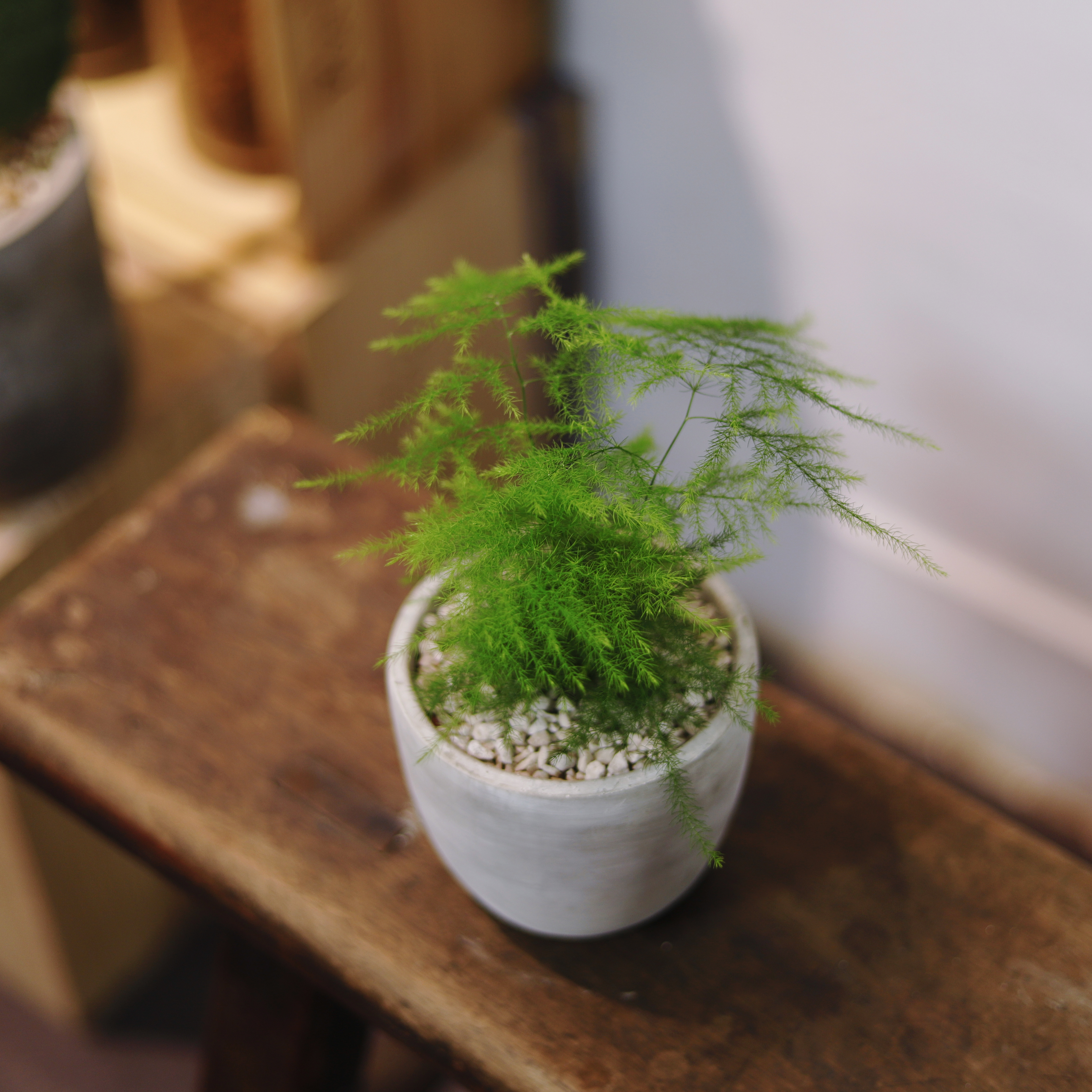 文竹盆栽
