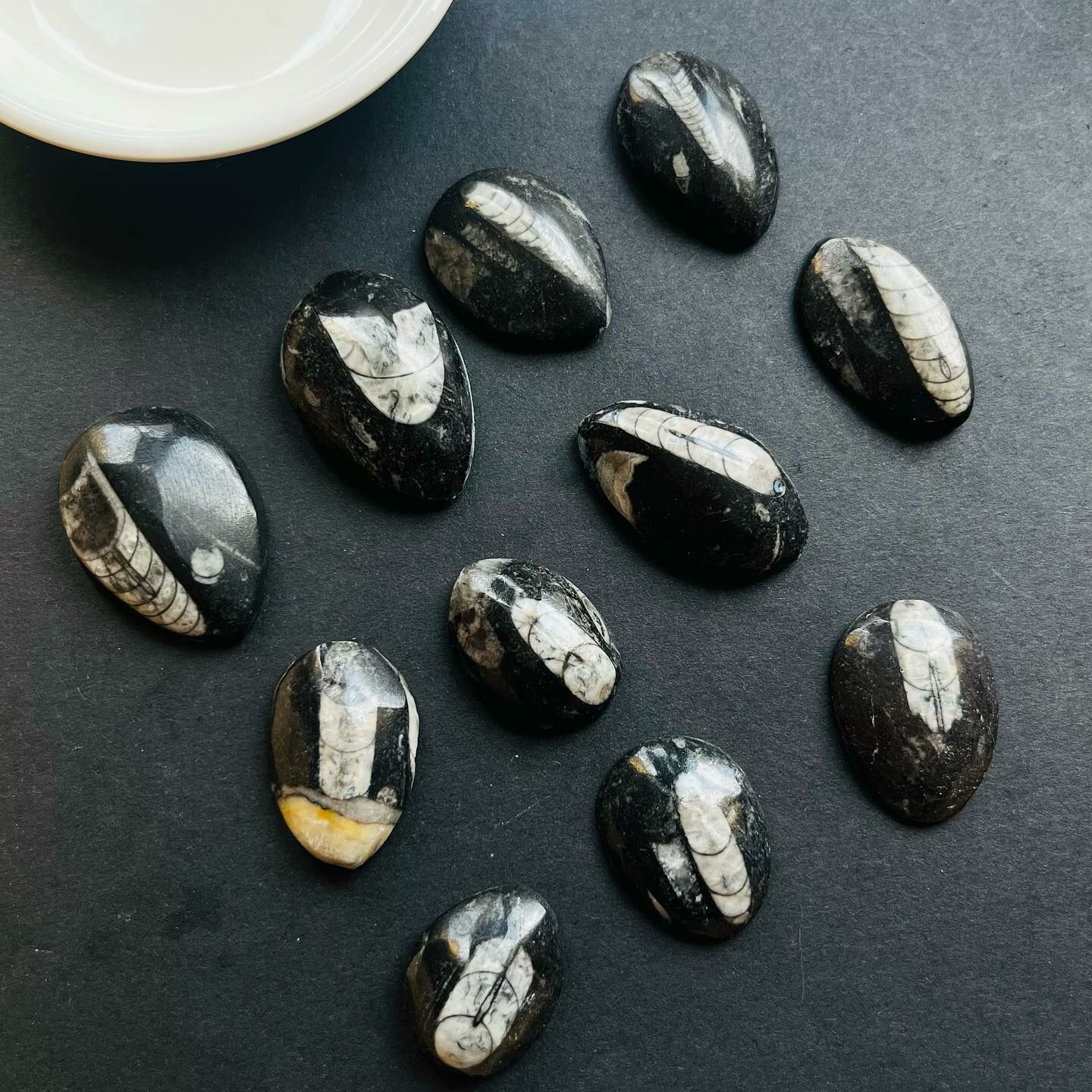 [原石] 直角石化石