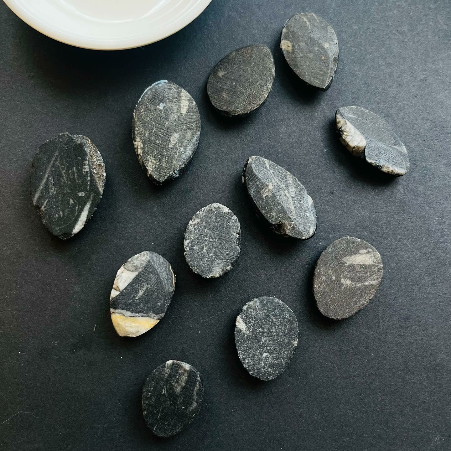 [原石] 直角石化石