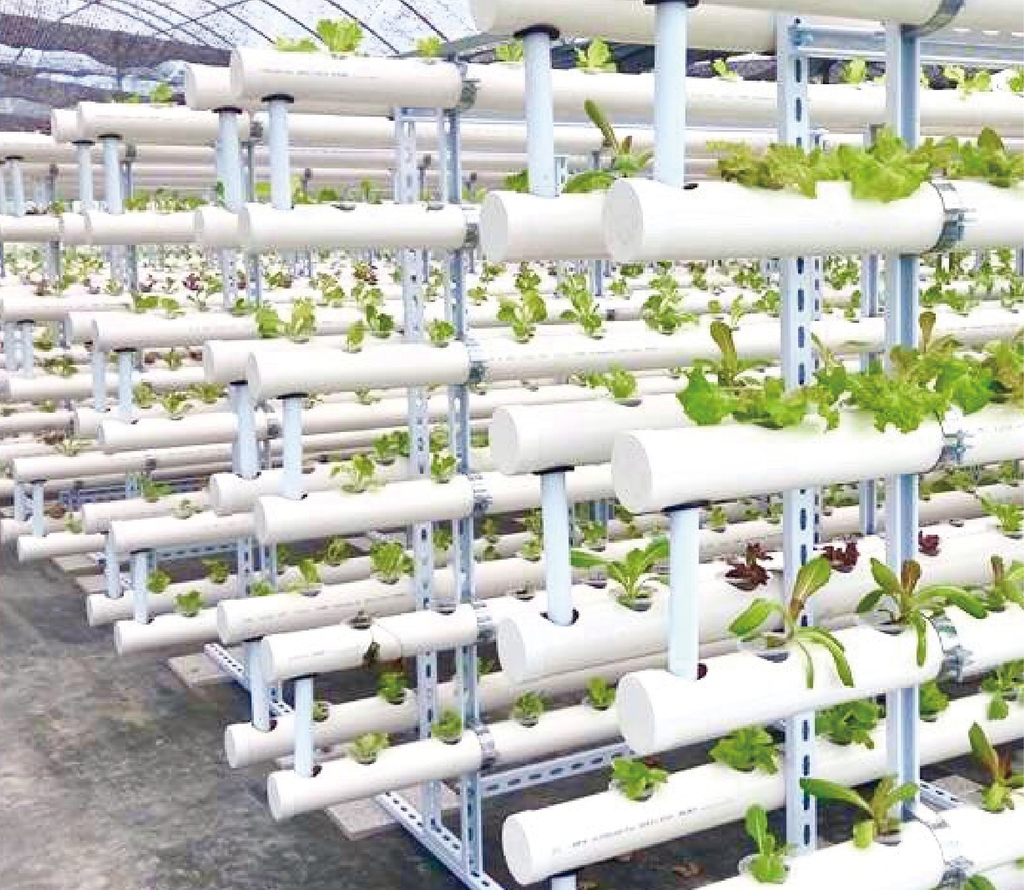 現代農業的未來：水耕種植的優勢與應用