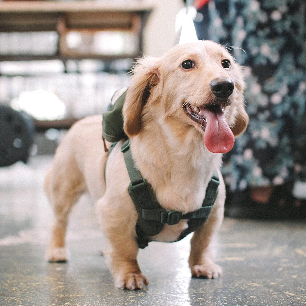 SPUTNIK 斯普尼克 | Explore 胸背帶