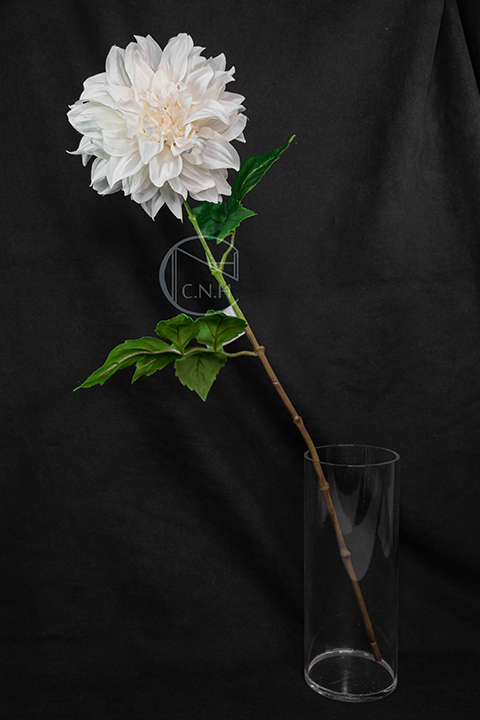 人造花 大利花 秋白 大衛朝影