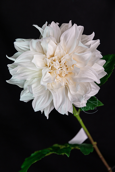 人造花 大利花 秋白 大衛朝影