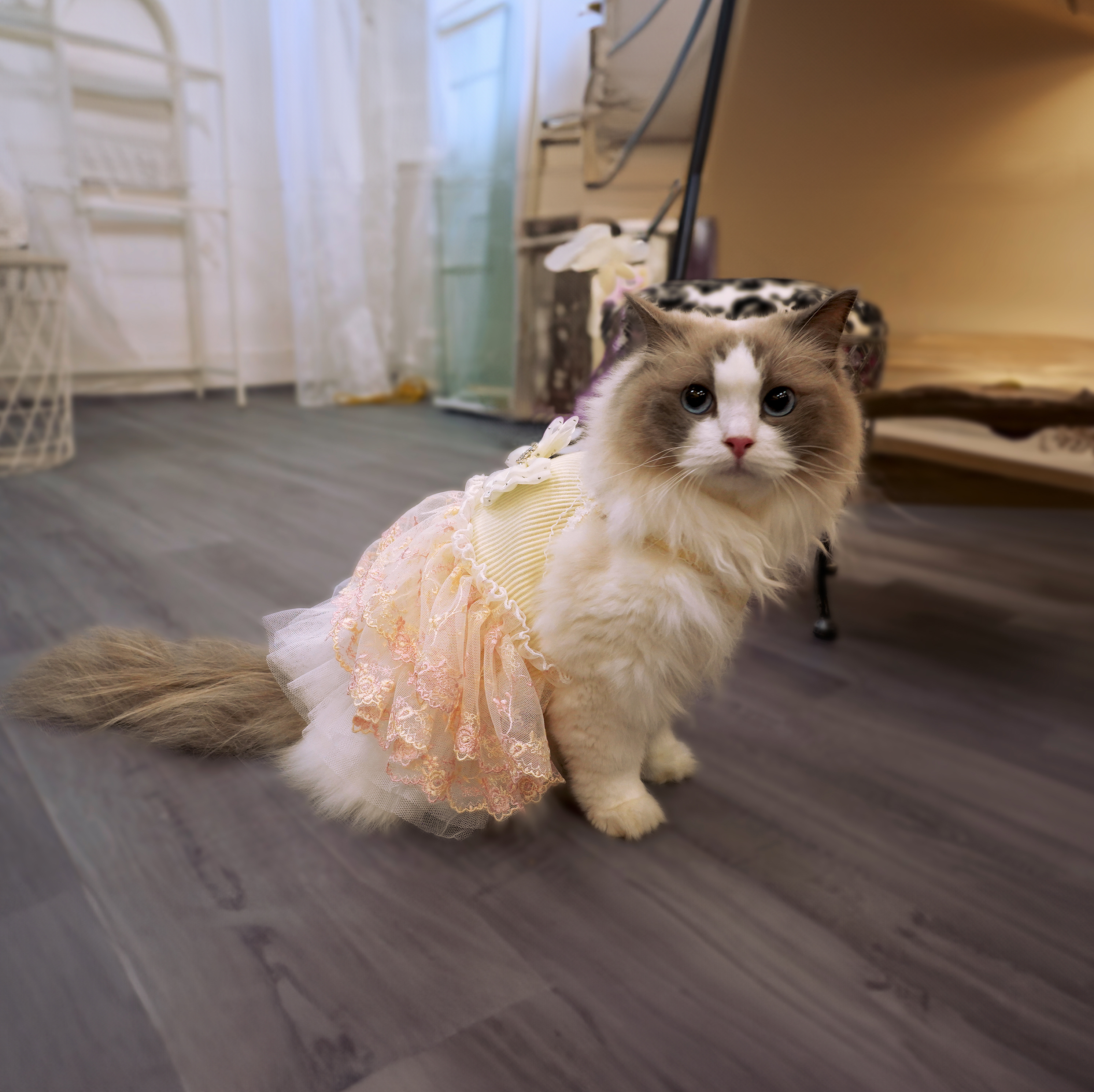 Crown bow Peach Dress