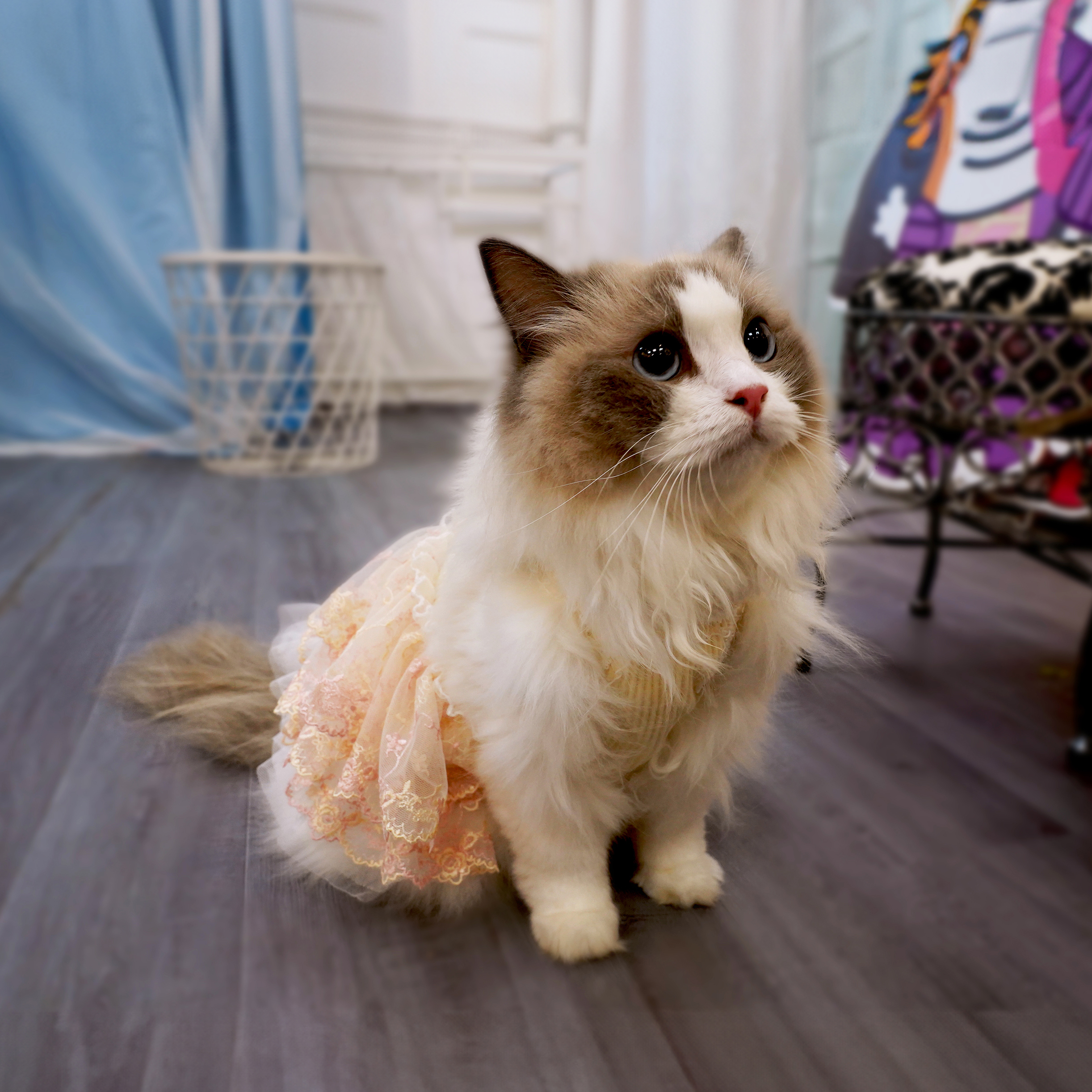 Crown bow Peach Dress