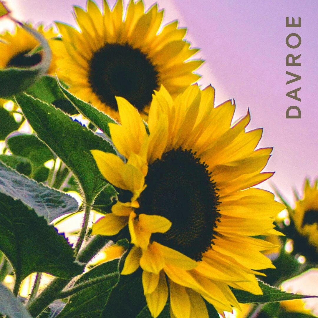 DAVROE 纖維塑型霜 100g