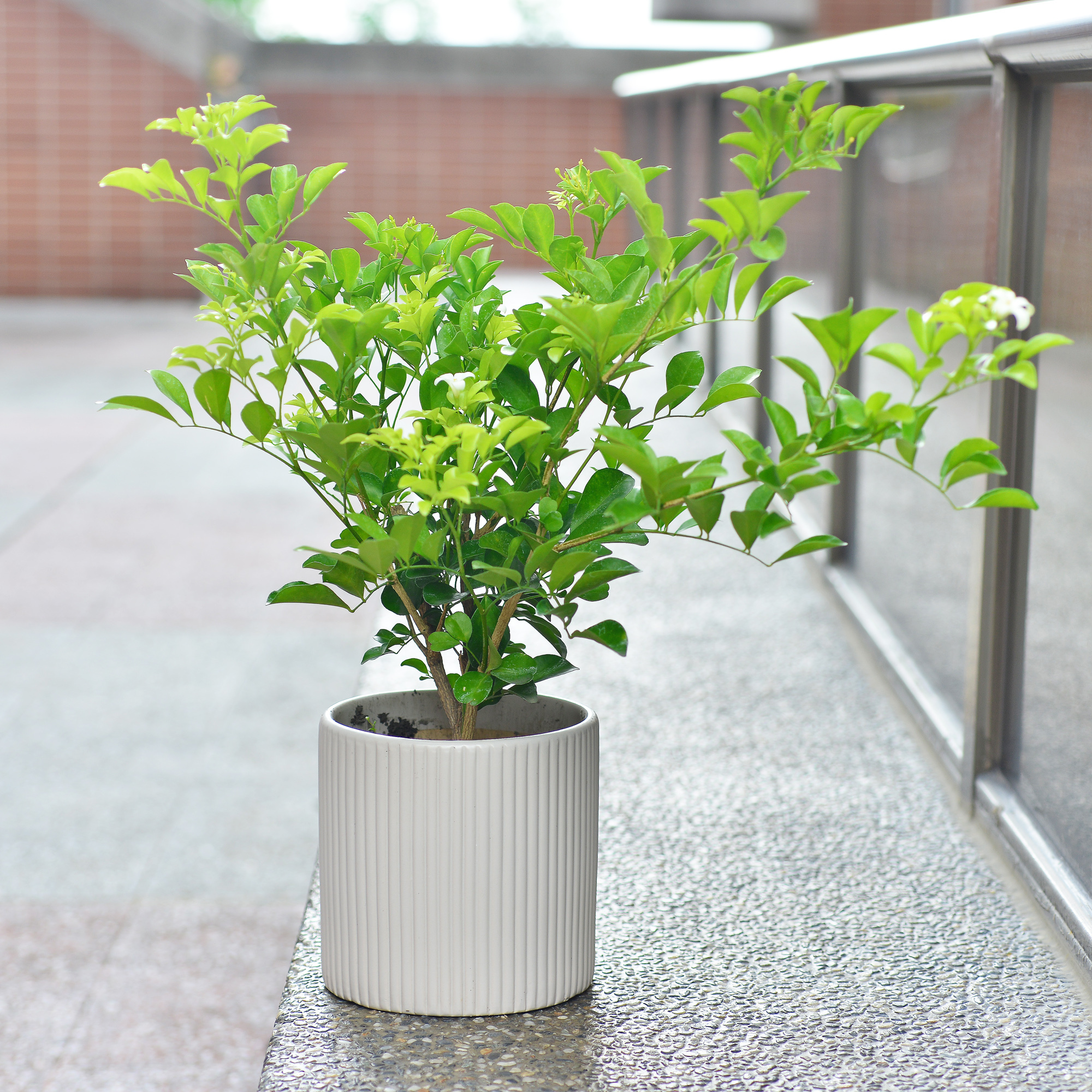 七里香(4寸盆栽)