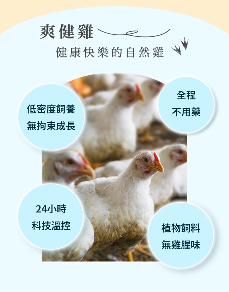 爽健健康快樂的自然雞全程低密度飼養無拘束成長不用藥24小時科技溫控植物飼料無雞腥味
