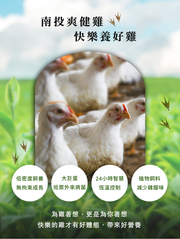 南投爽健雞快樂養好雞低密度飼養大巨蛋24小時智慧植物飼料無拘束成長抵禦外來病菌恆溫控制減少雞腥味為雞著想,更是為你著想快樂的雞才有好體態,帶來好營養