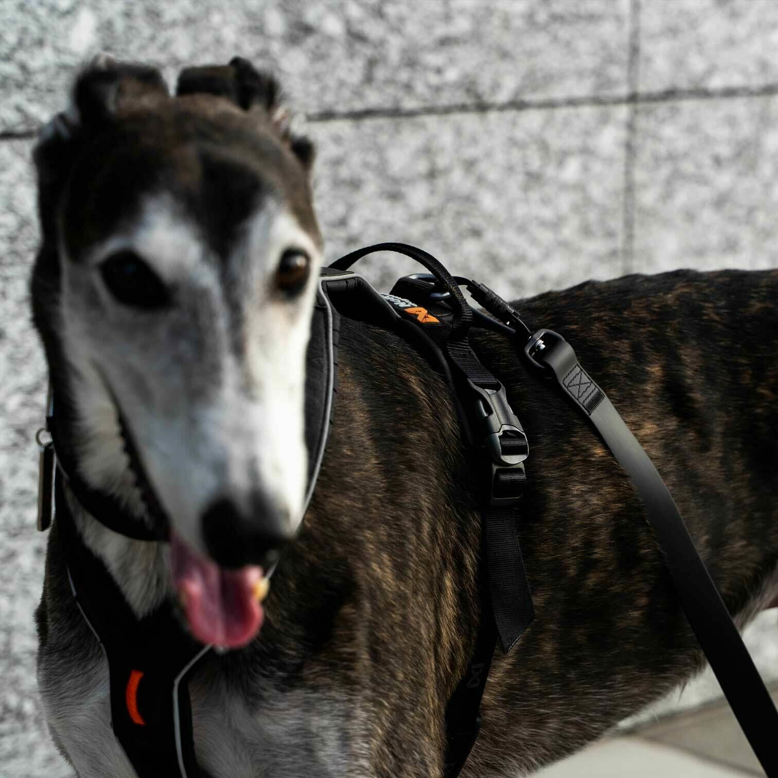 Lambwolf Collective-MELLEM X ｜ 全天候防水牽繩