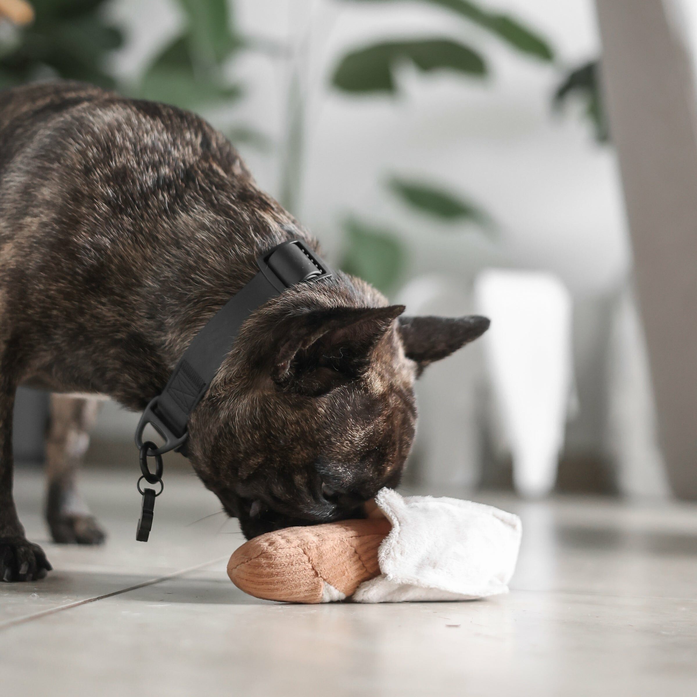 Lambwolf Collective-迷你法國麵包｜嗅聞藏食