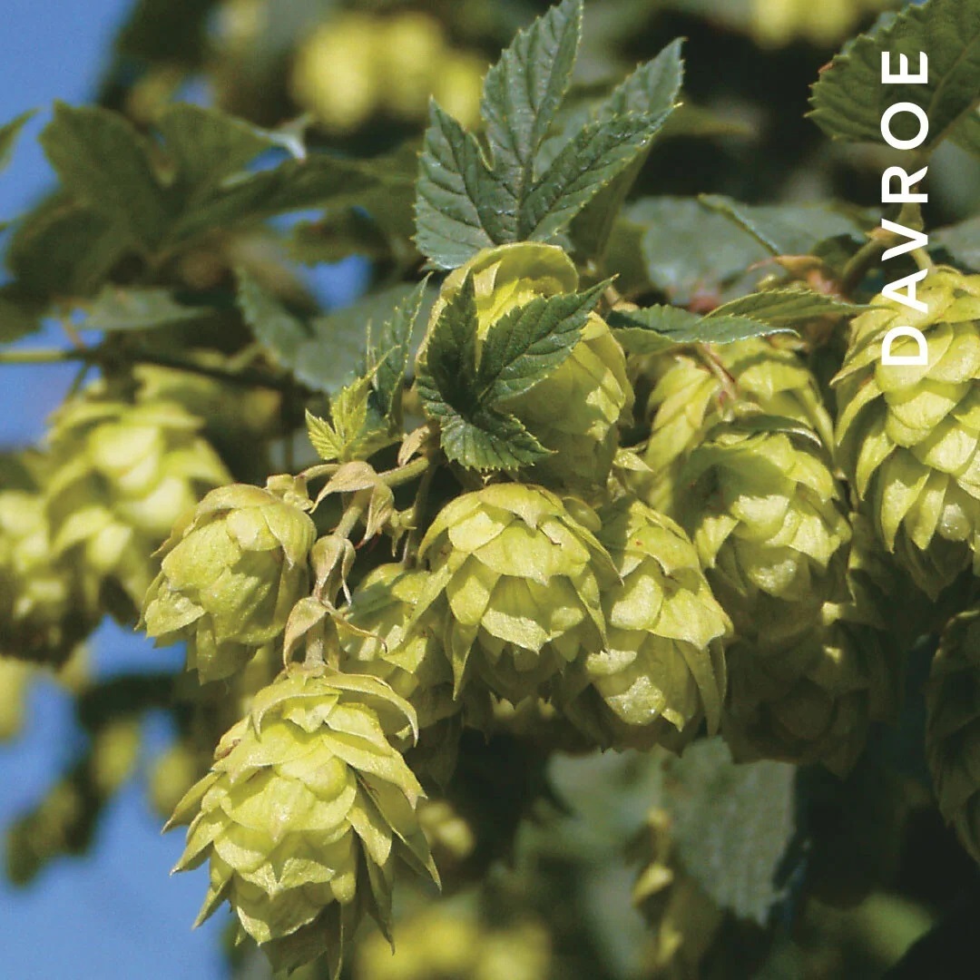 DAVROE 雲霧蓬蓬粉 8g