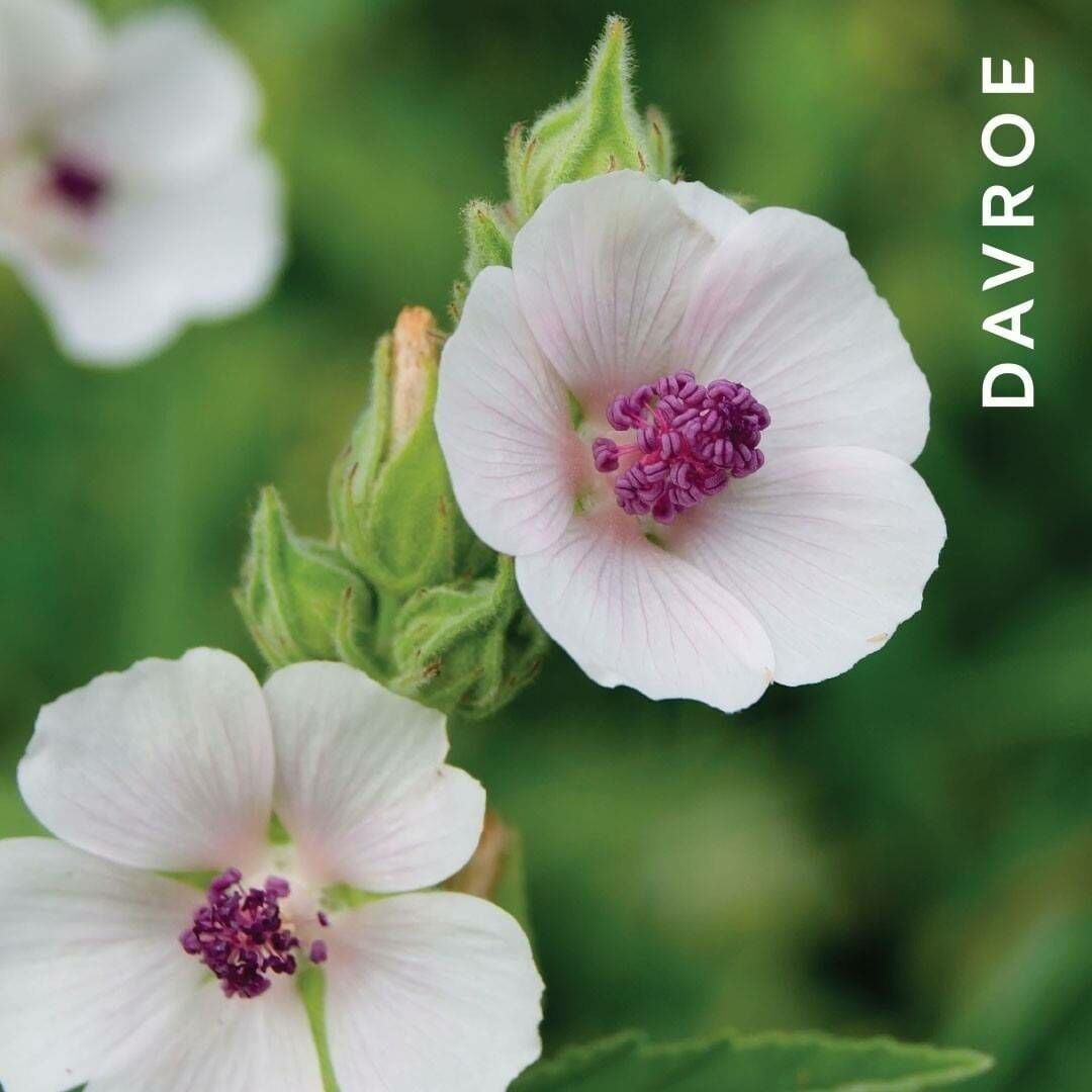 DAVROE 蓬鬆輕盈慕斯 200ML