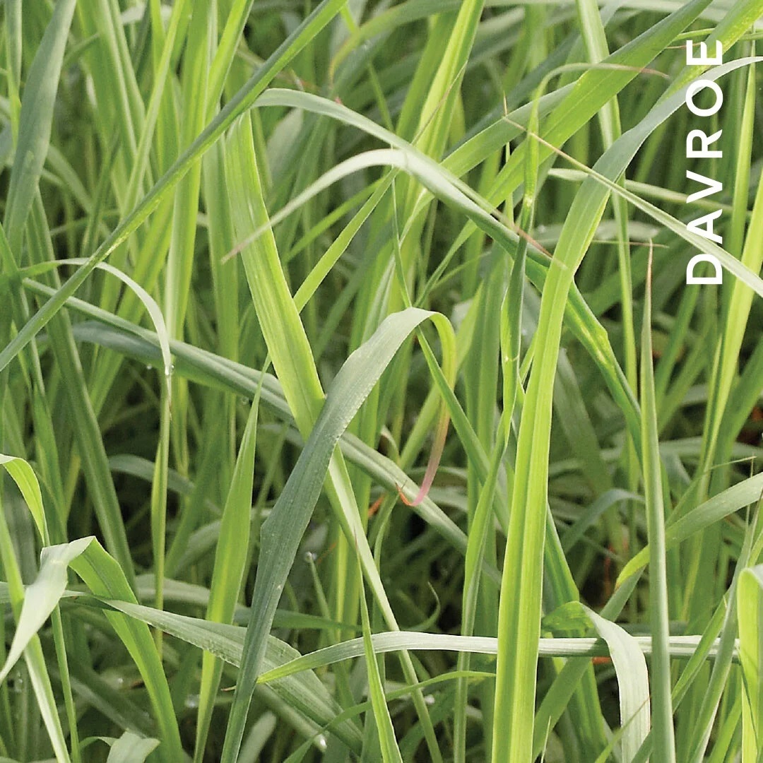 DAVROE 檸檬草極致柔順噴霧 300ML