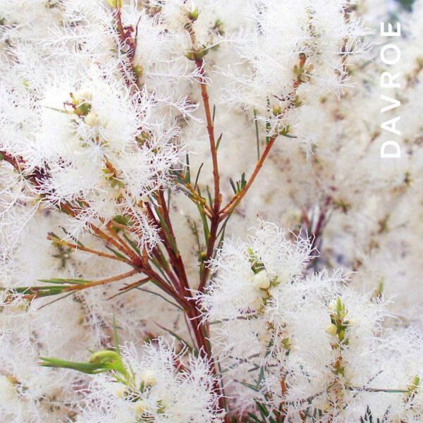 DAVROE 賦活乾洗噴霧 175g