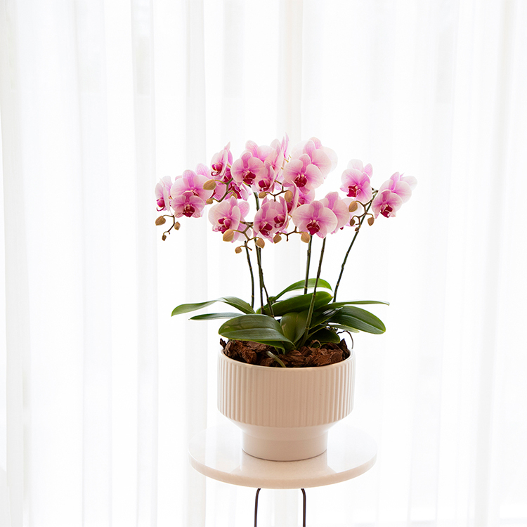 櫻花公主蝴蝶蘭盆栽(大)