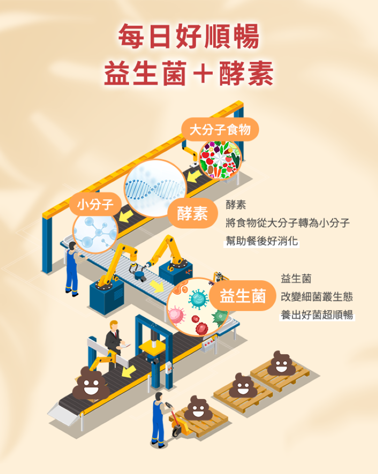 益生菌+酵素雙重配方幫助餐後好消化改變細菌叢生態