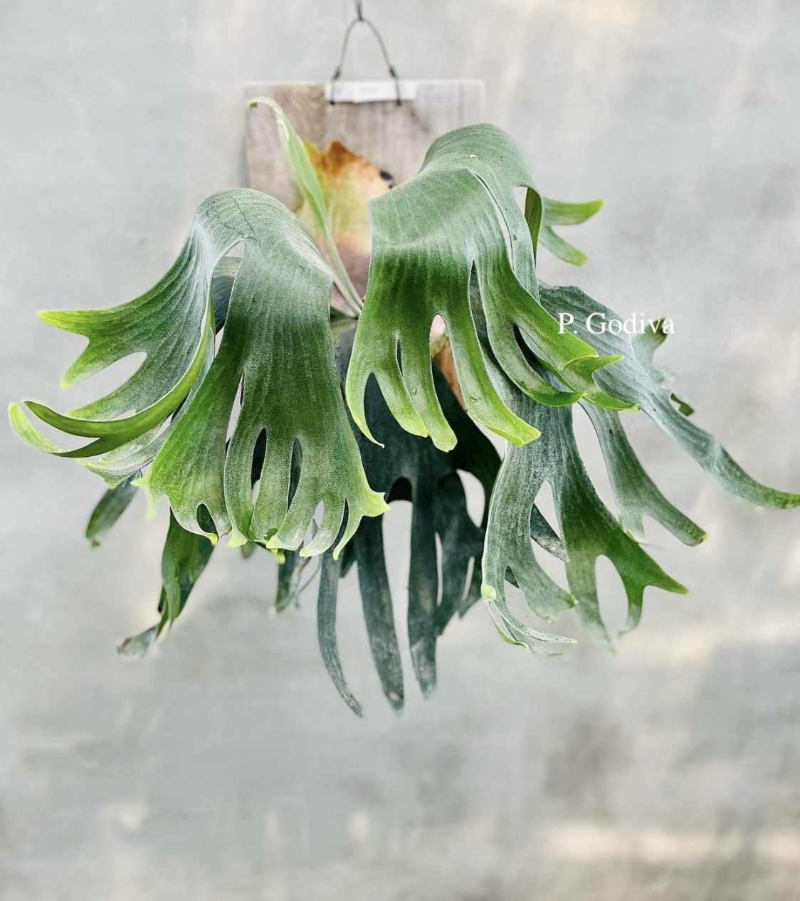 P. willinckii 'OMG',P. Godiva 12th oasis sporeling P. willinckii 'OMG',P. Godiva 12th oasis sporeling