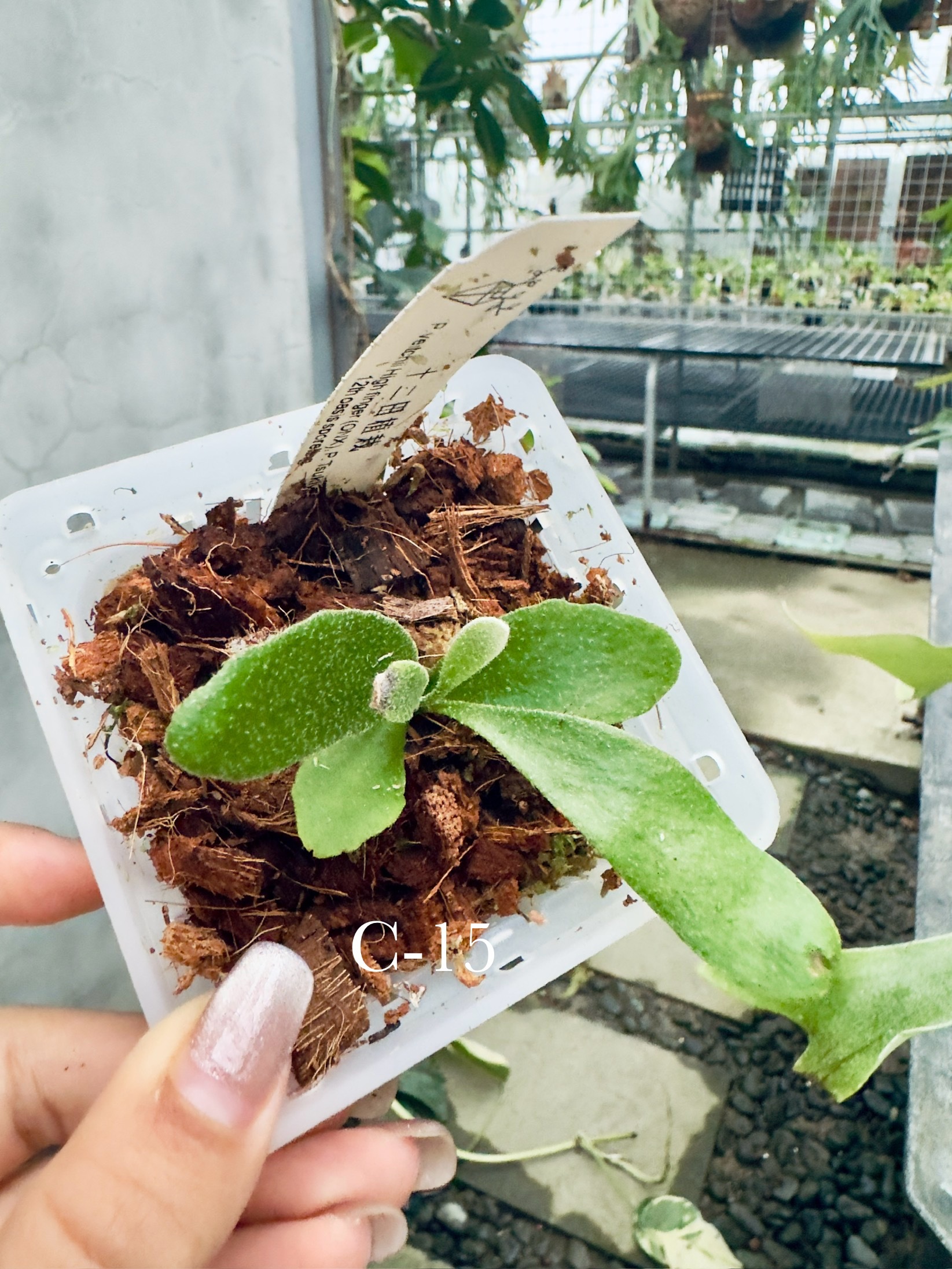P. veitchii 'High finger'(CNX),P. willinckii 'Tsukiyo'