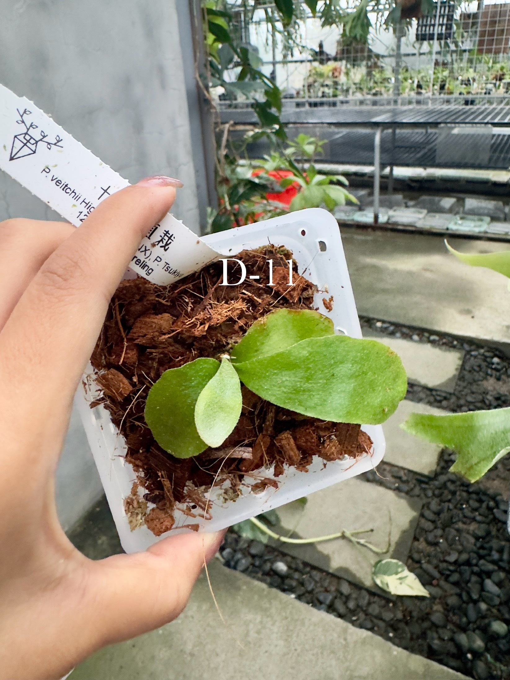 P. veitchii 'High finger'(CNX),P. willinckii 'Tsukiyo' P. veitchii 'High finger'(CNX),P. willinckii 'Tsukiyo'