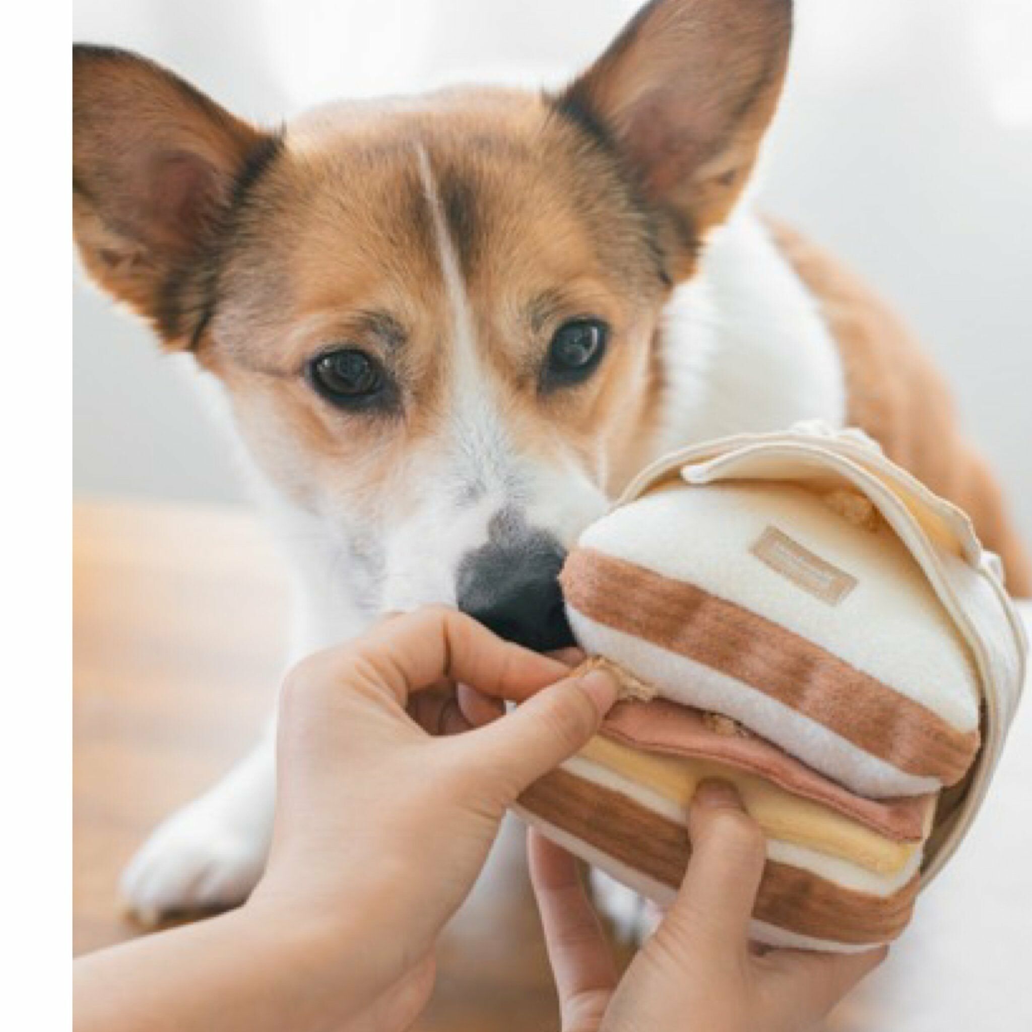 Lambwolf Collective -吐司三明治｜嗅聞藏食