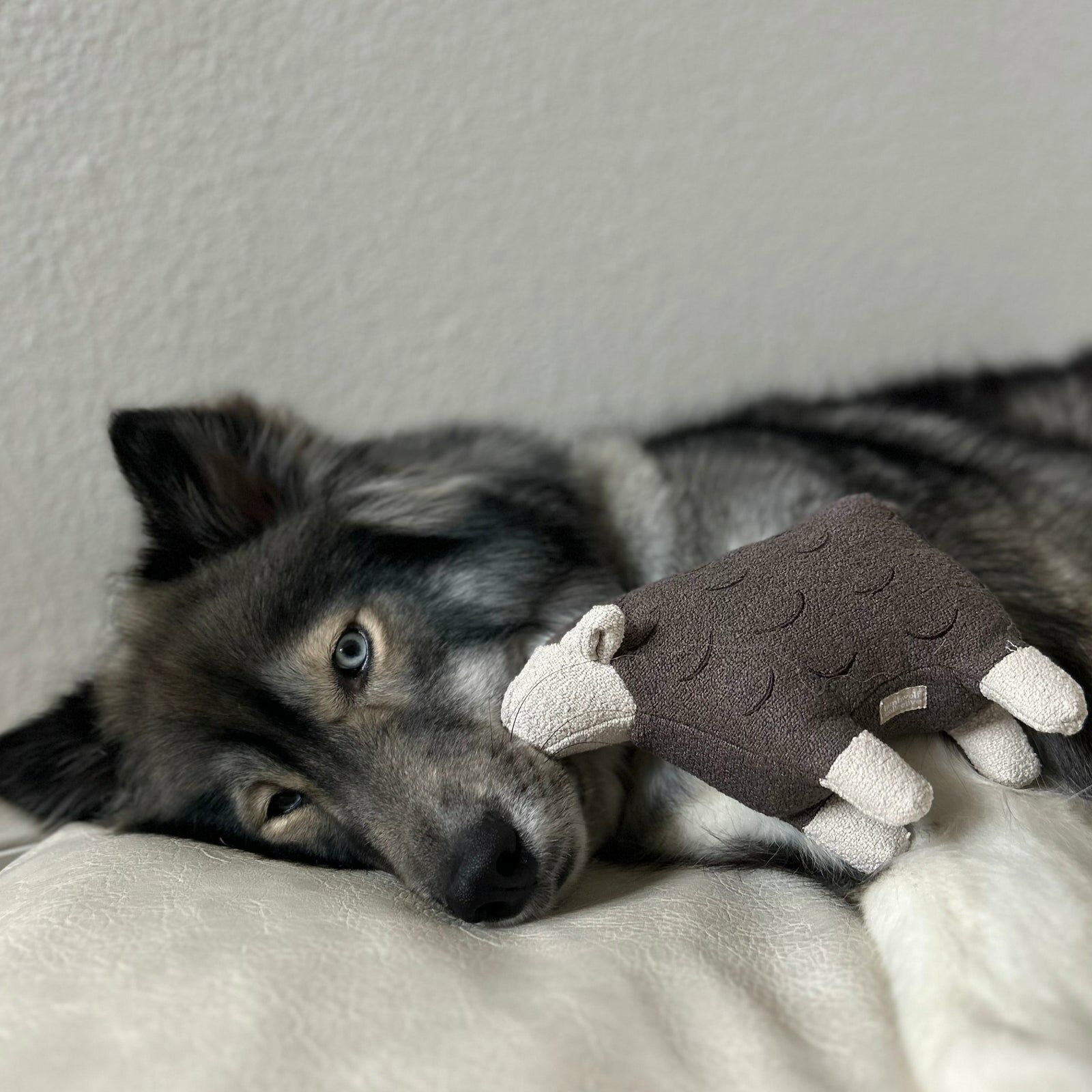 Lambwolf Collective -羊咩咩