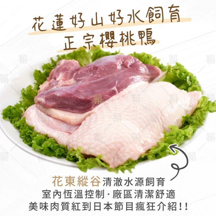 花蓮好山好水飼養純種英國櫻桃鴨