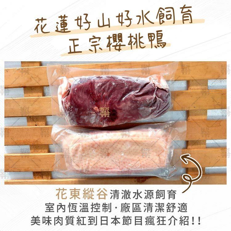 花蓮好山好水飼養純種英國櫻桃鴨