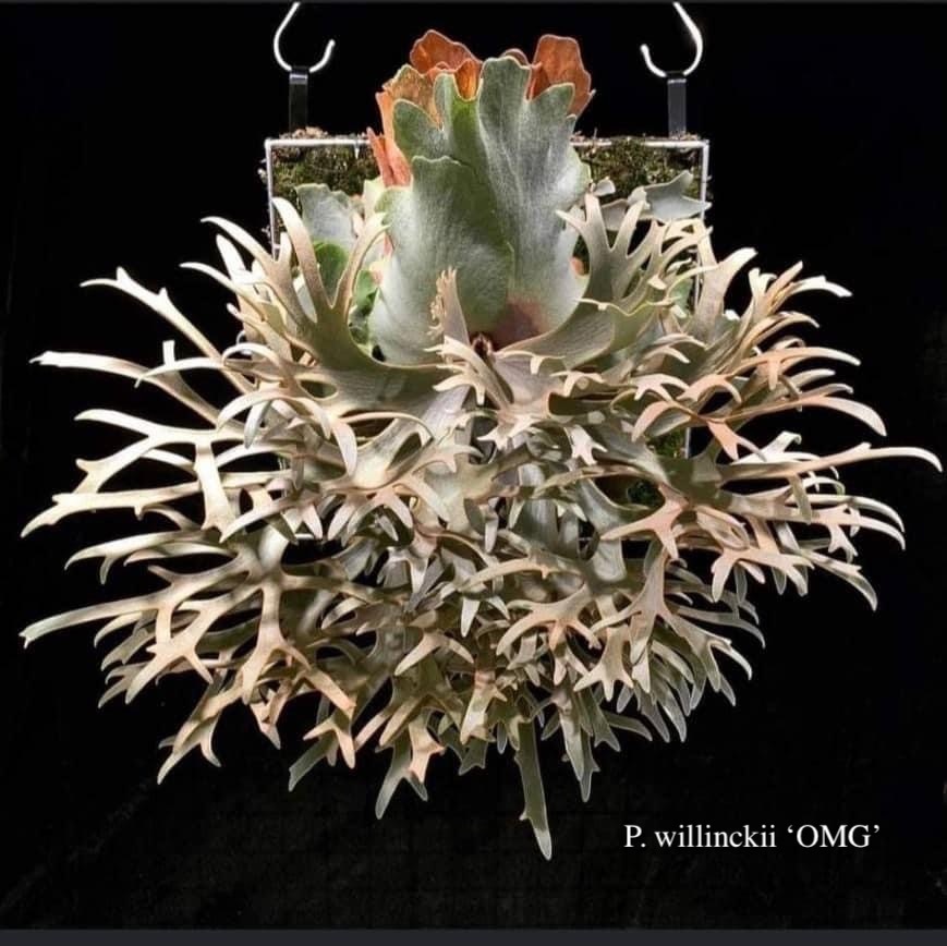 P. willinckii 'OMG',P. BowZ 12th oasis sporeling