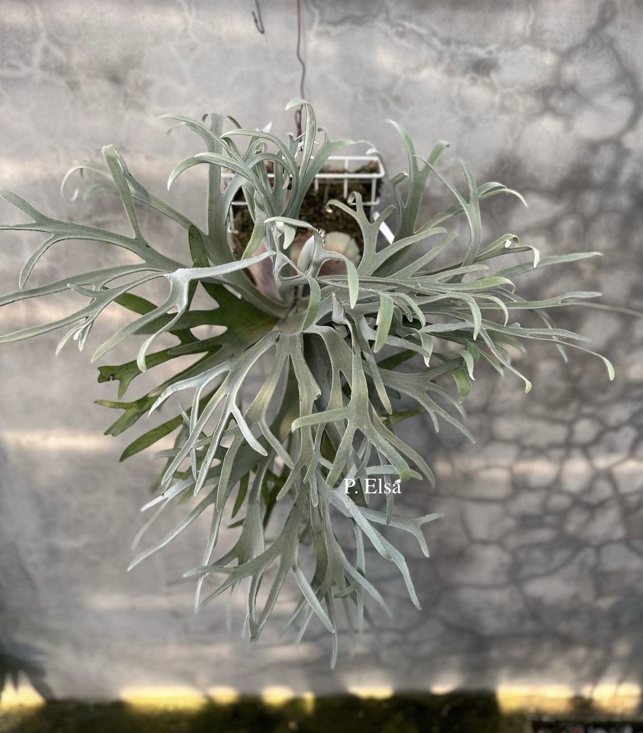 P. Elsa,P. willinckii 'Little crown' 12th oasis sporeli