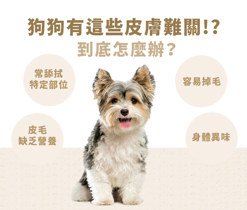 狗狗皮膚問題