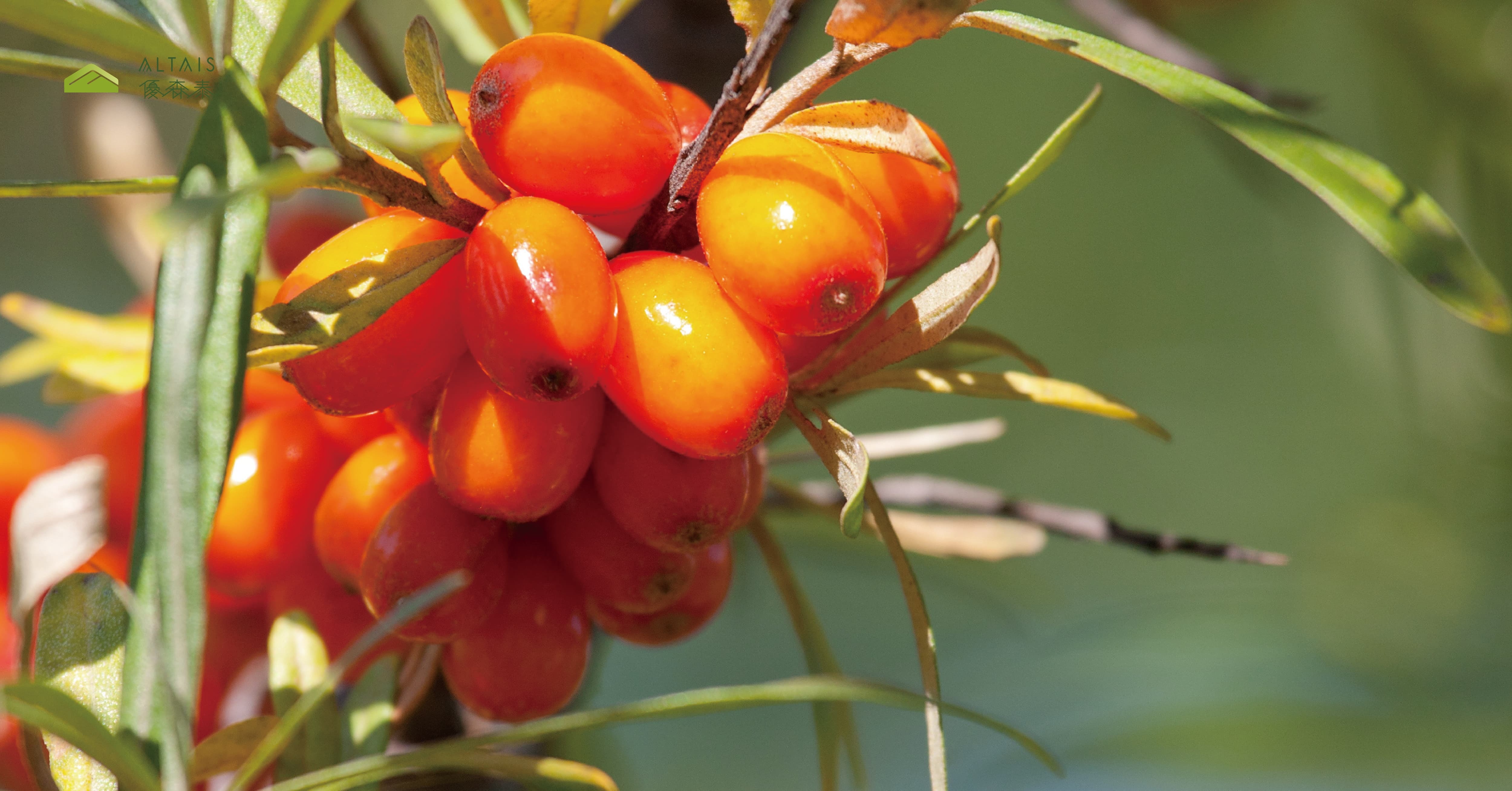 健康油脂聰明選：5種有助飲食控制的天然好油