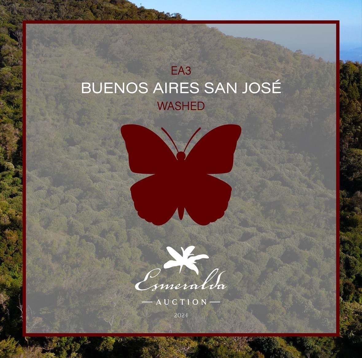 競標批次 | 巴拿馬 翡翠莊園 20週年 獨立競標 EA3 Buenos Aires 水洗 淺焙 咖啡豆