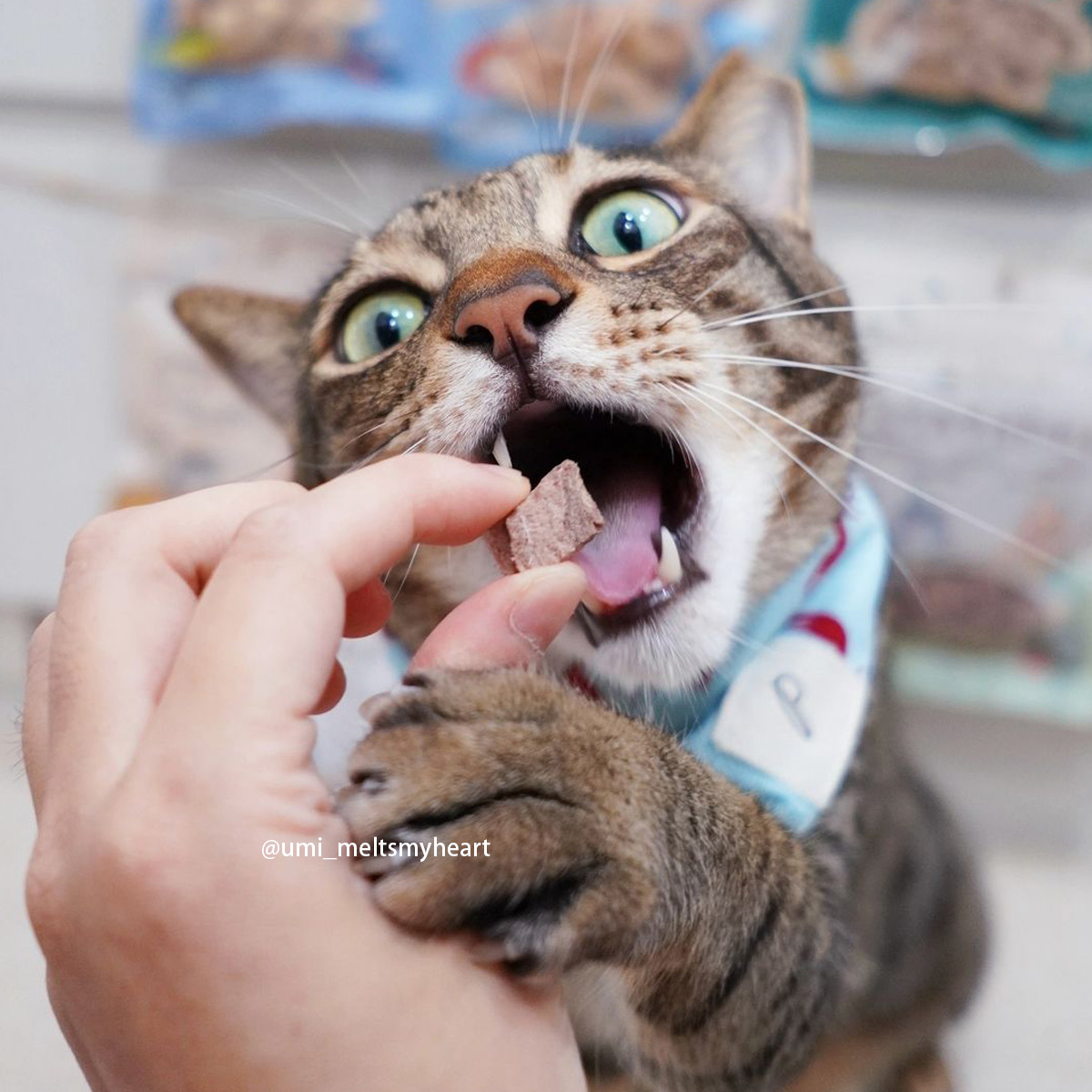 【低敏好消化】高鐵質鴨肉丁 50g+高營養鹿肉丁 50g+鬼頭刀菲力 40g