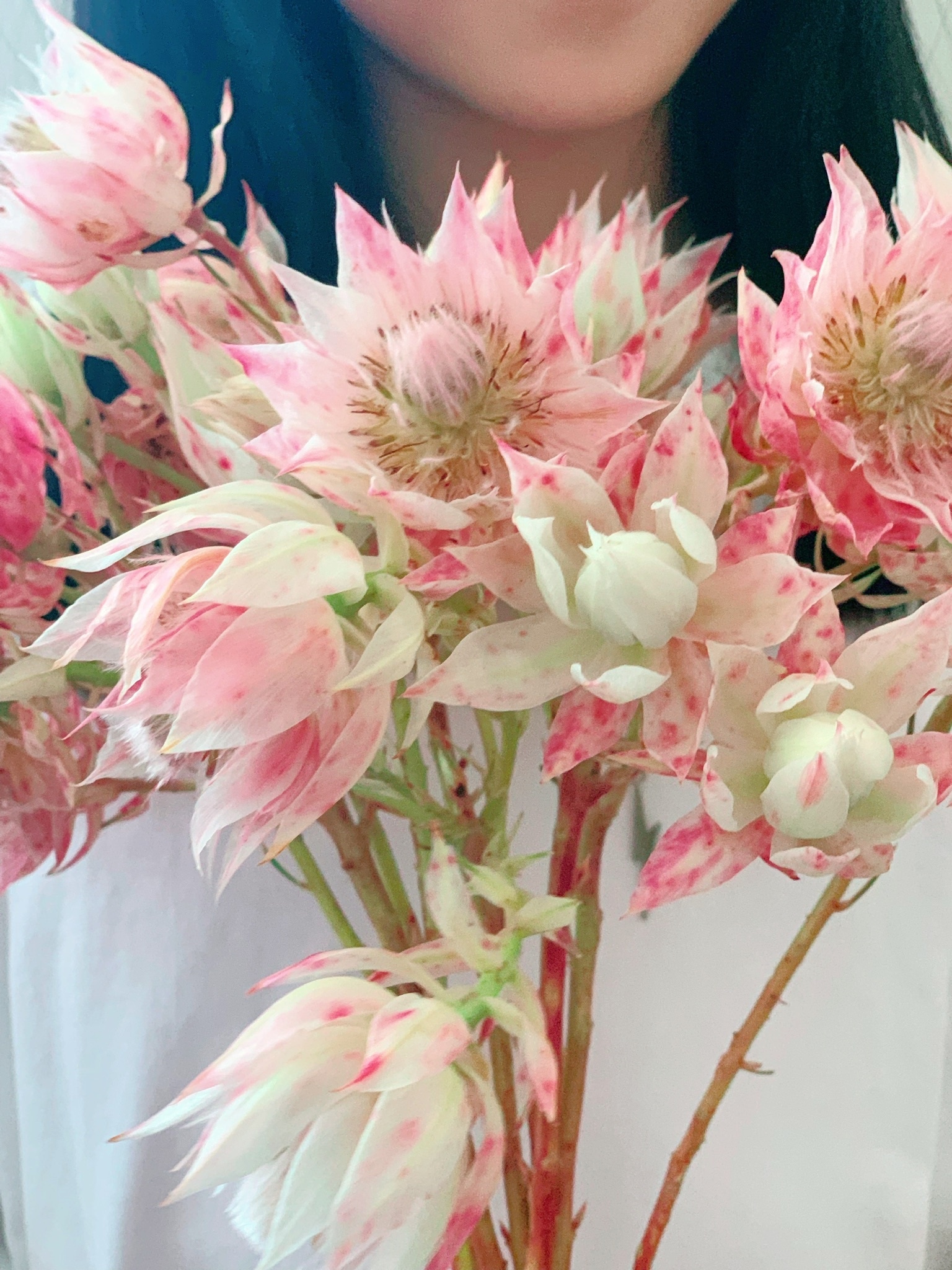 Serruria Ayoba Ice Stars, Fresh Cut (10 Stems)