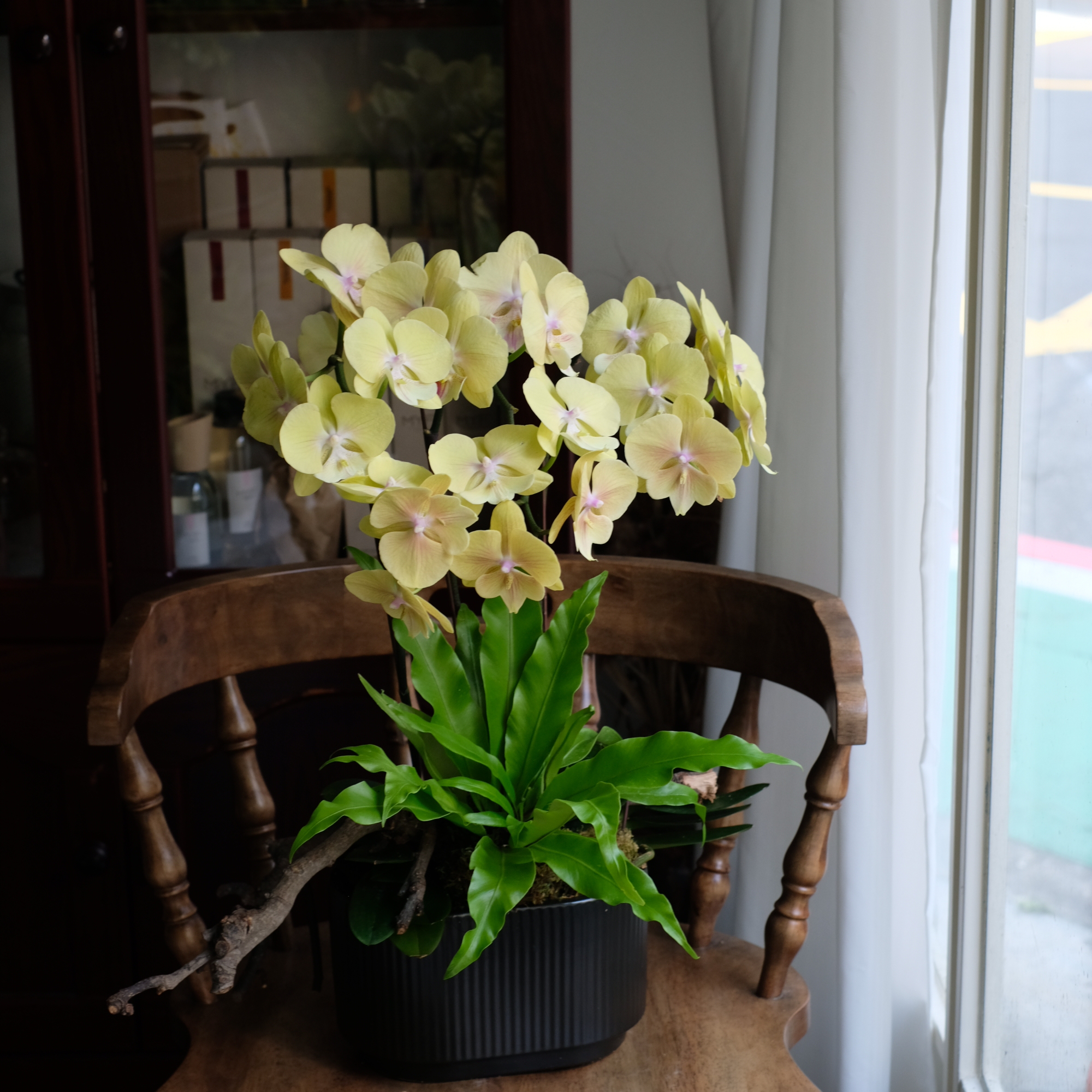 豐盛輝煌－蘭花盆花