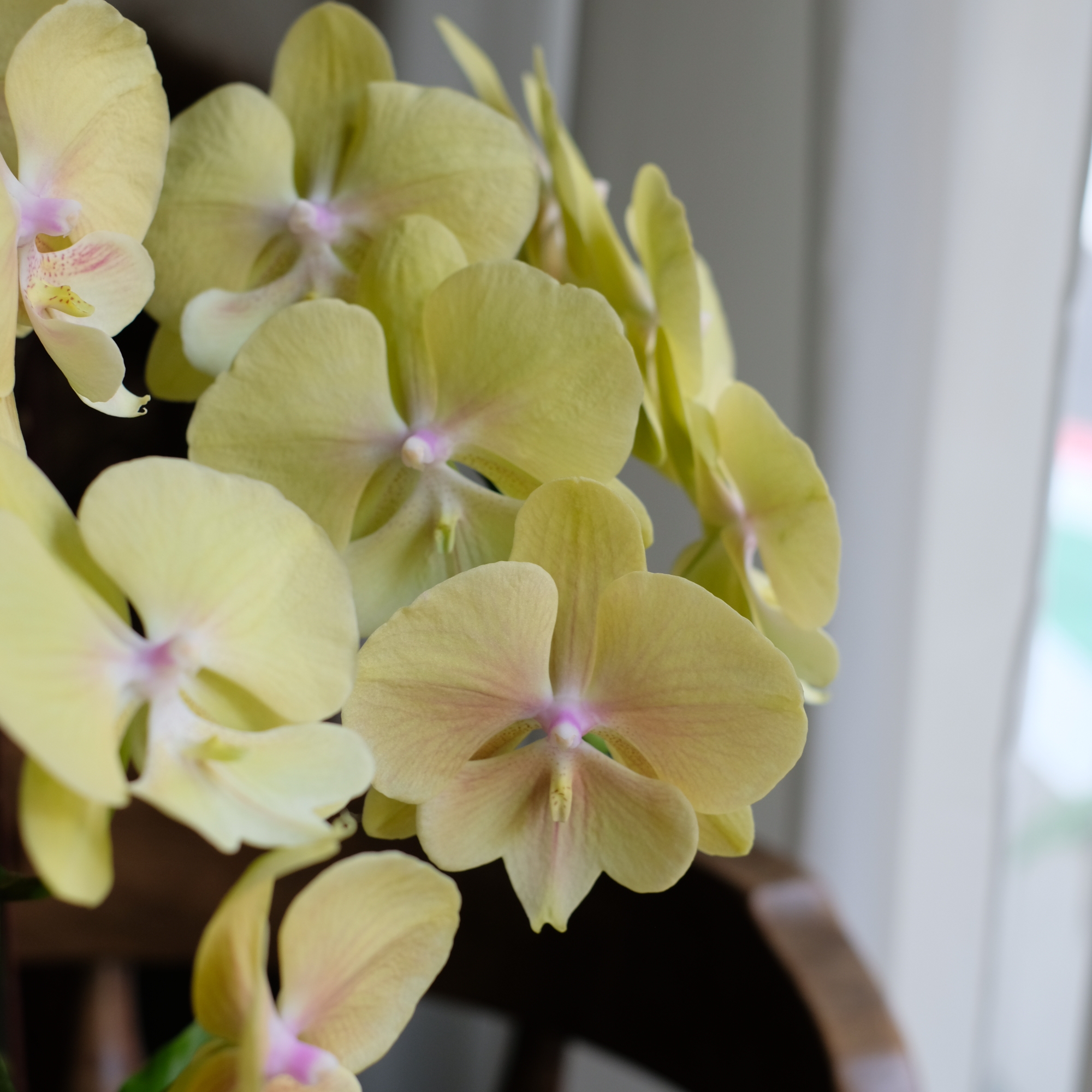 豐盛輝煌－蘭花盆花