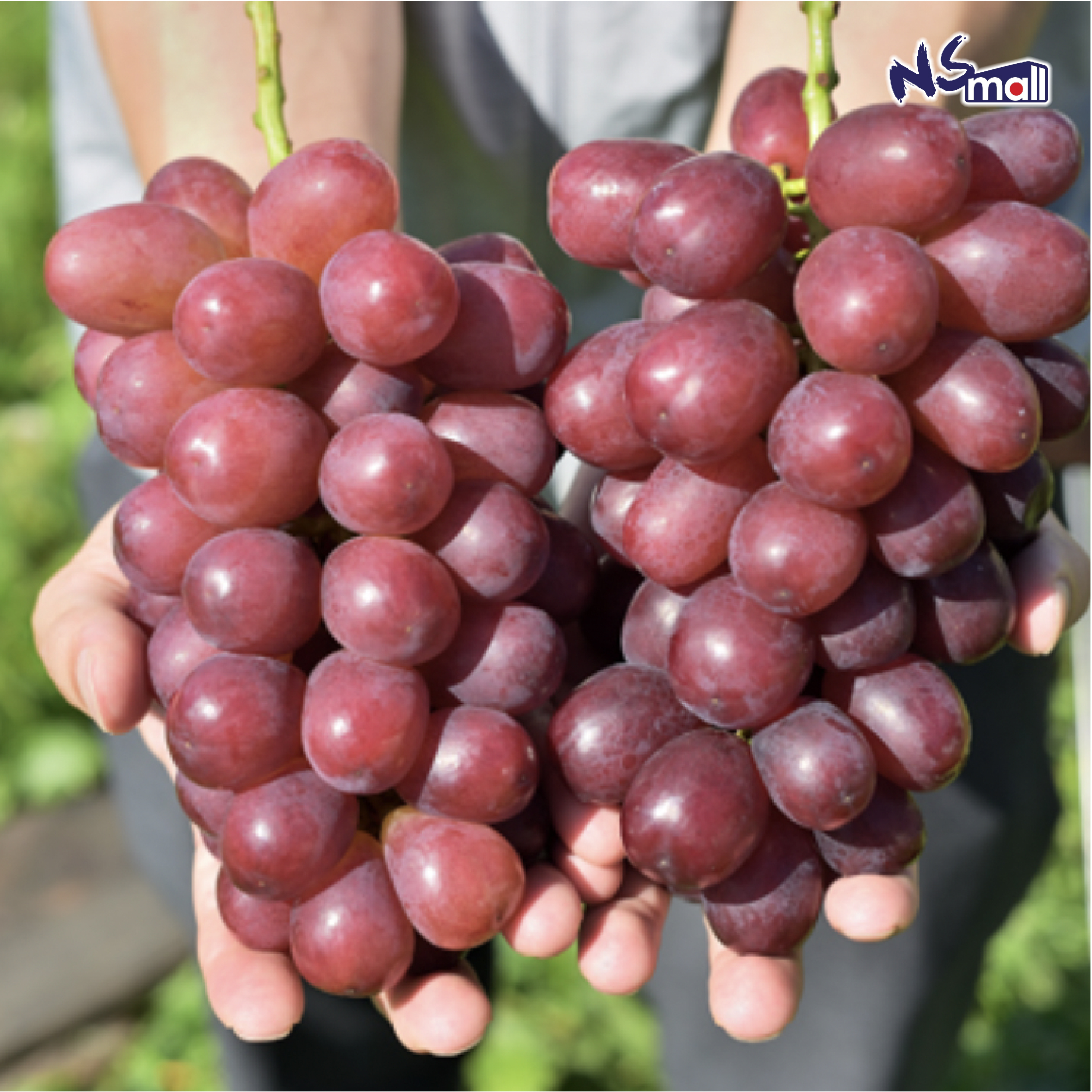 長野Queen Rugue赤葡萄 約5kg/箱 (6-9房)