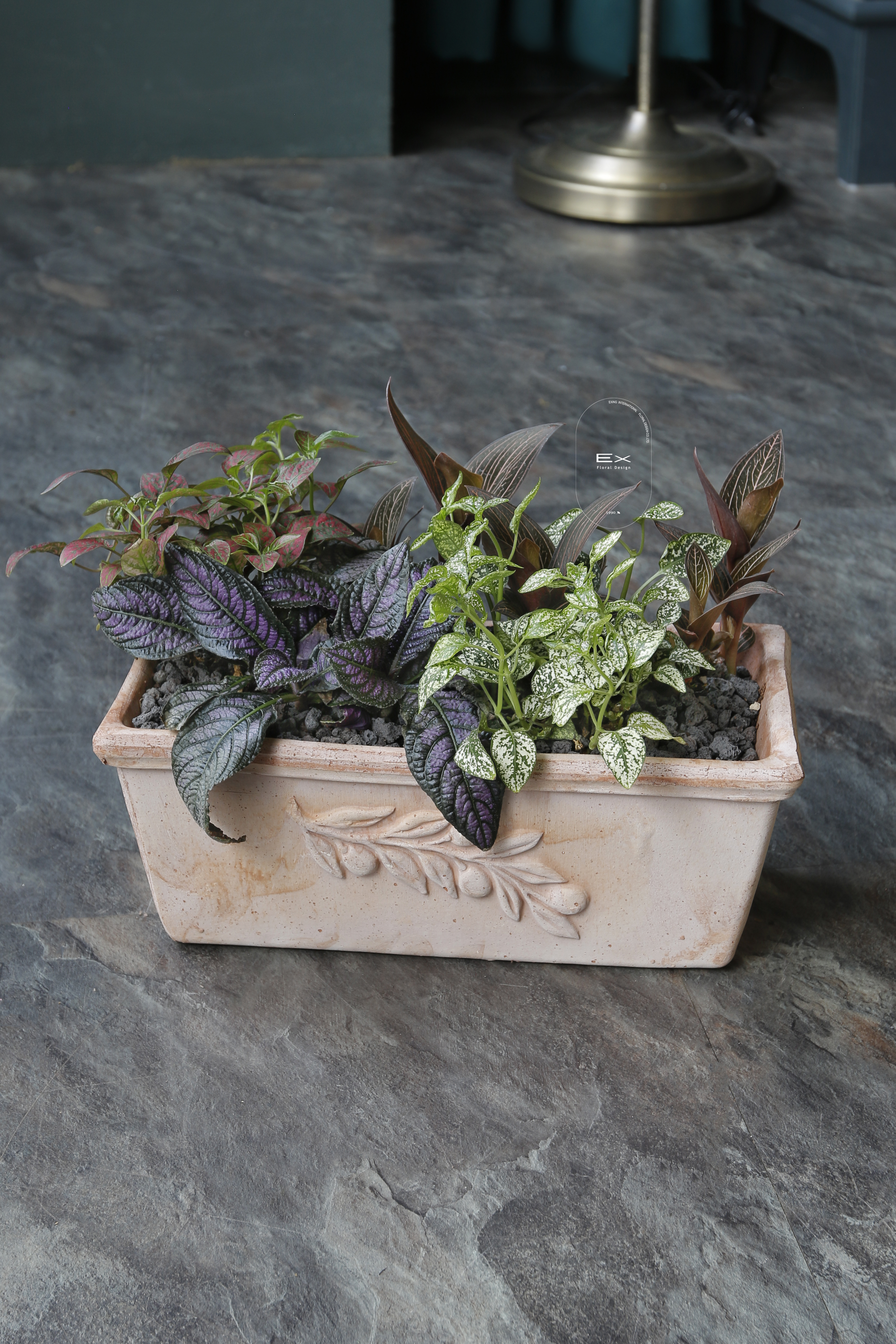 桌上型 · 椒草總匯 Peperomia caperata｜義大利陶盆 Deroma