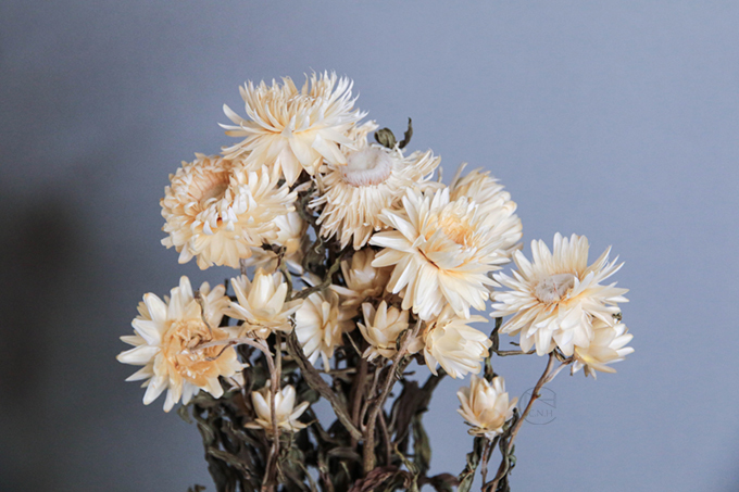 乾燥花 荷蘭麥桿菊 白 小包