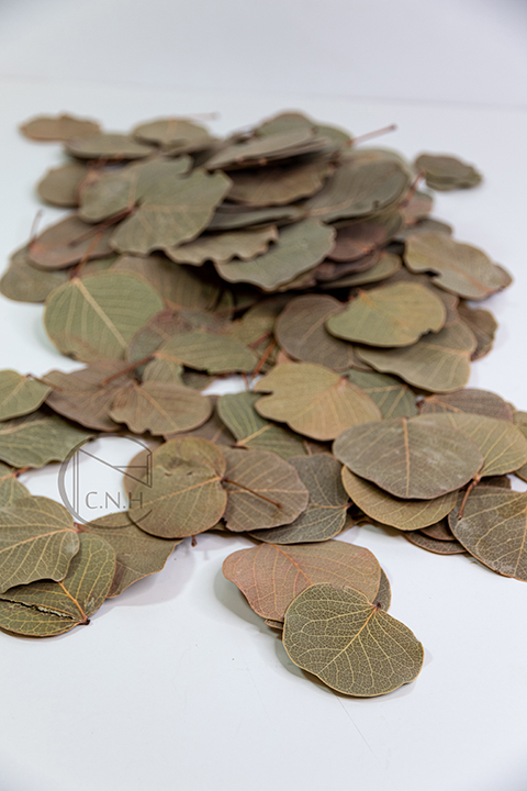 乾燥花/澳洲圓葉