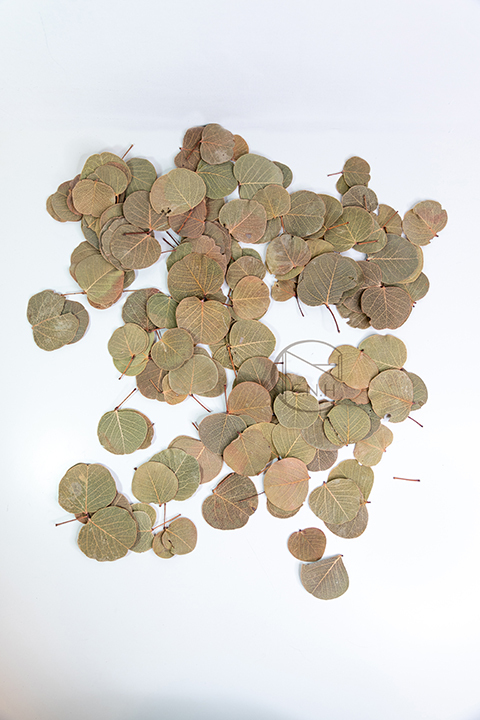 乾燥花/澳洲圓葉